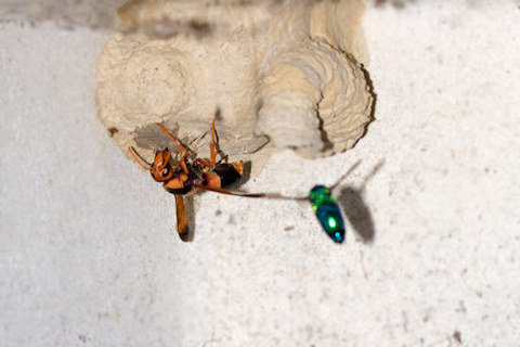Cuckoo Wasp (Stilbum cyanurum) (Stilbum cyanurum)